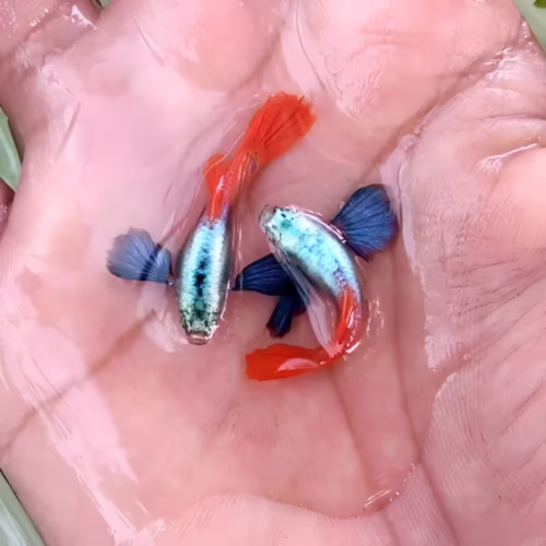 Platinum Red Big Ear Guppy