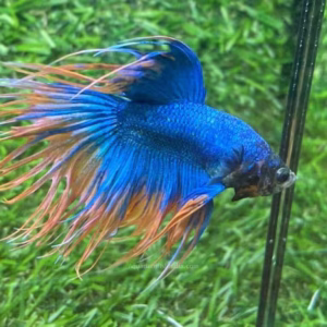Blue Crowntail Betta Fish (Betta splendens)