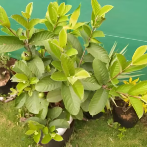 Guava (Amrood) Live Plant