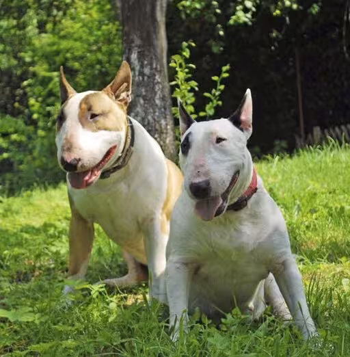 Bull Terrier