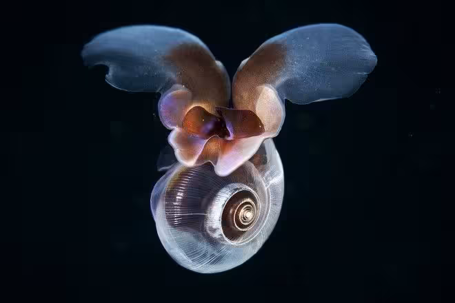 Sea Butterfly