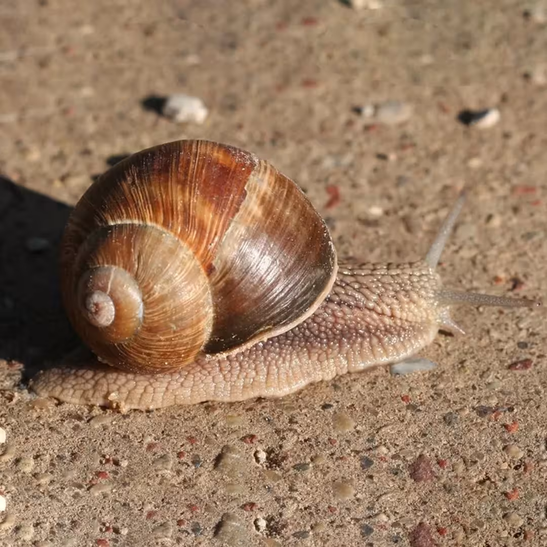 Roman Snail