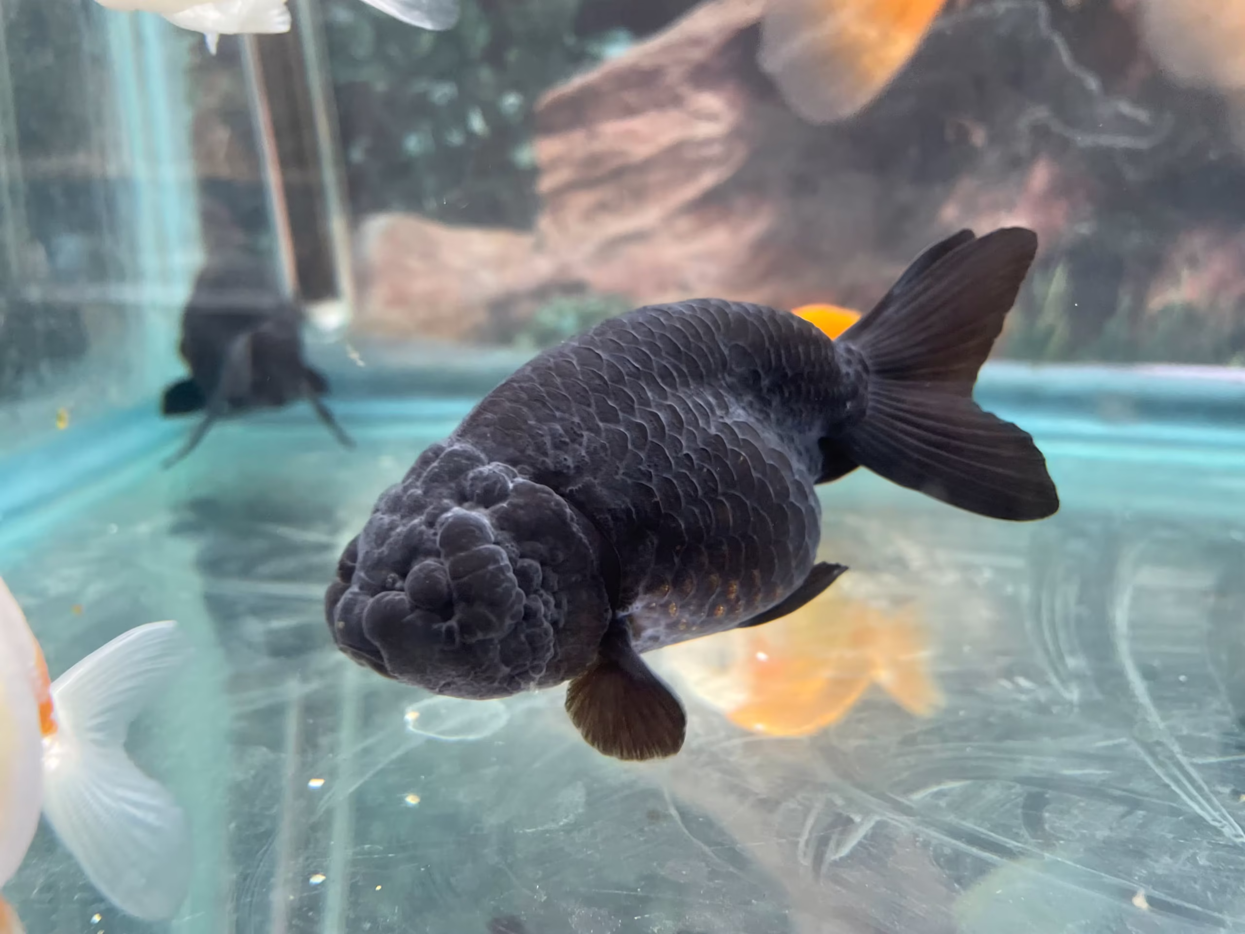 Lionhead Goldfish