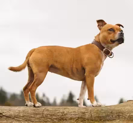 Staffordshire Bull Terrier