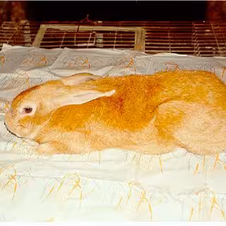 Baladi Red Rabbit