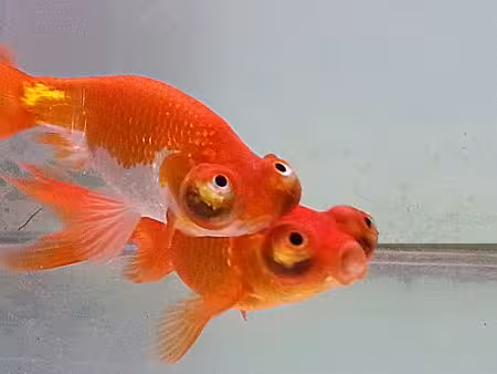 Celestial Eye Goldfish