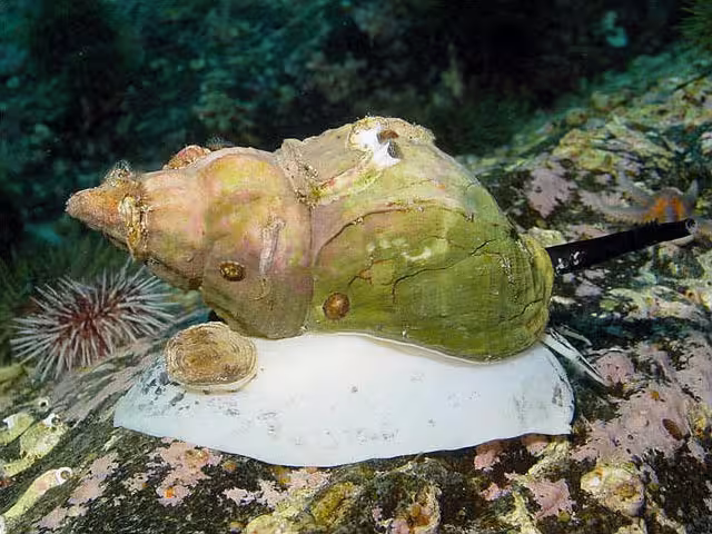 Common Whelk