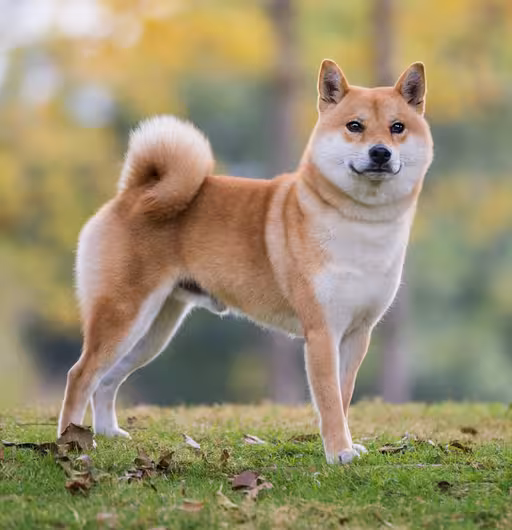 Shiba Inu