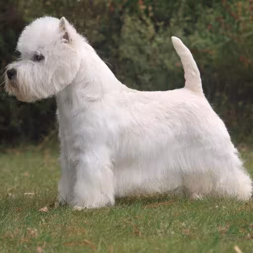 West Highland White Terrier