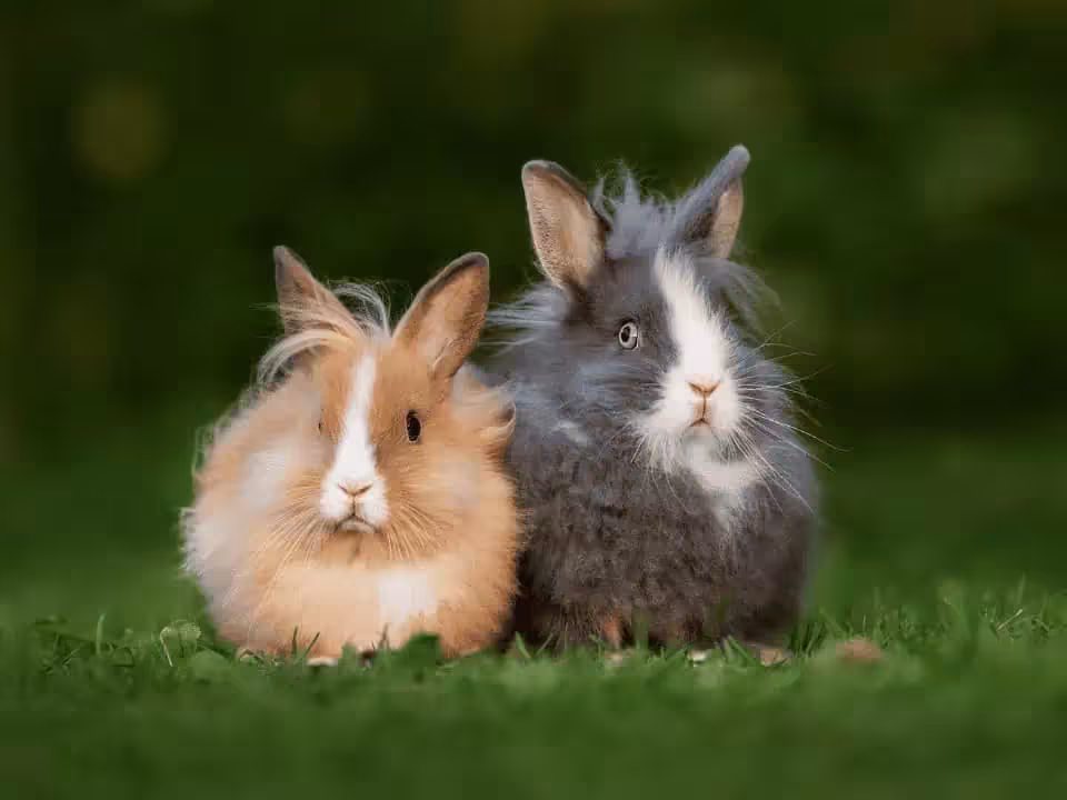 Lionhead Rabbit