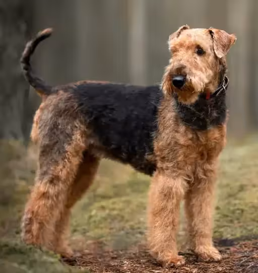 Airedale Terrier