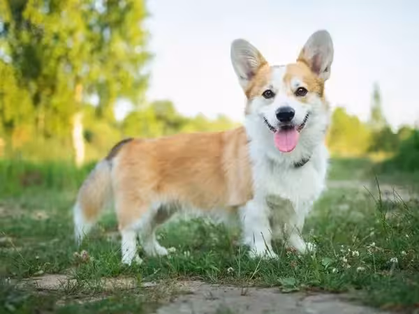 Pembroke Welsh Corgi