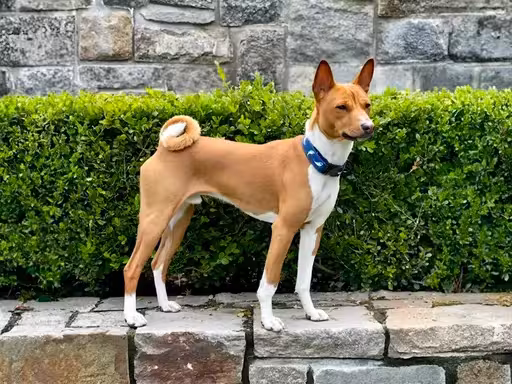 Basenji