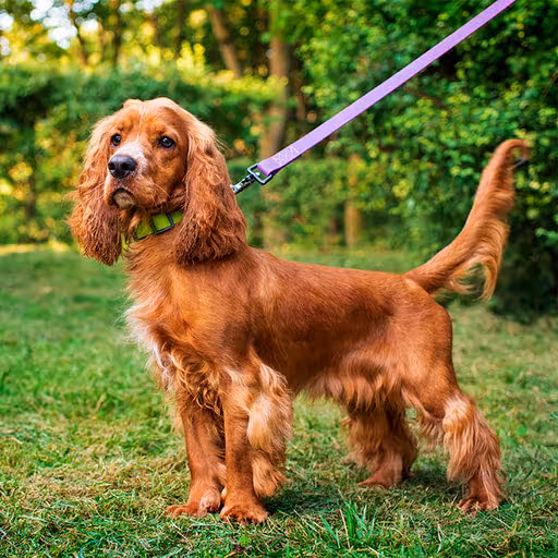 Cocker Spaniel