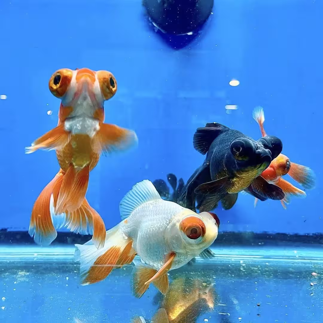 Telescope Goldfish