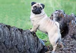Pug