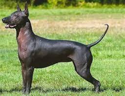 Xoloitzcuintli