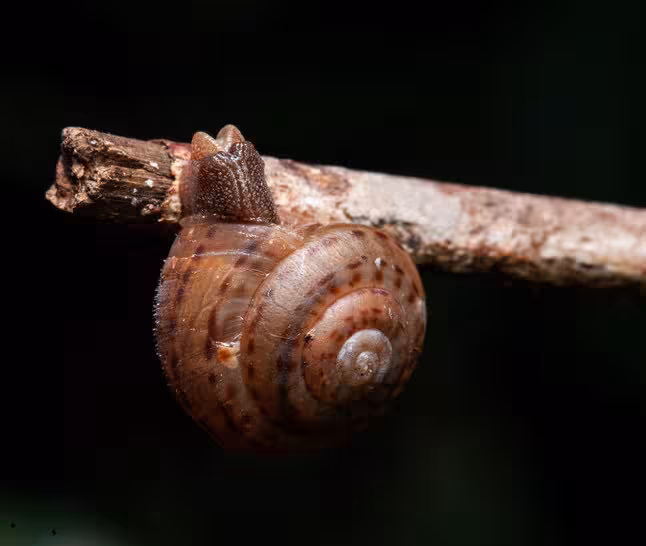 Solaropsis penthesileae
