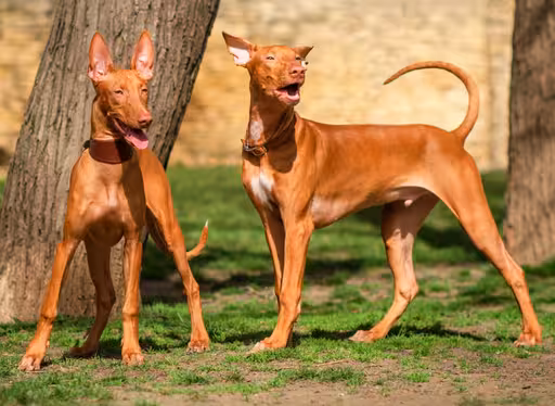 Pharaoh Hound