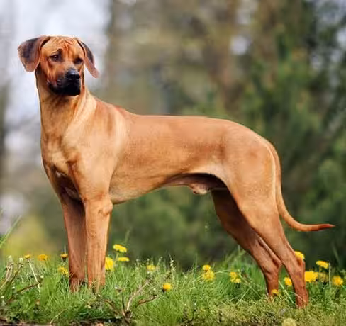 Rhodesian Ridgeback