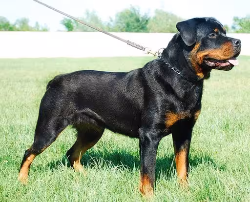 Rottweiler