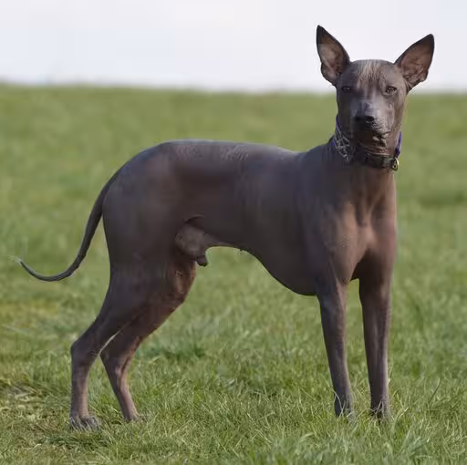 Peruvian Inca Orchid
