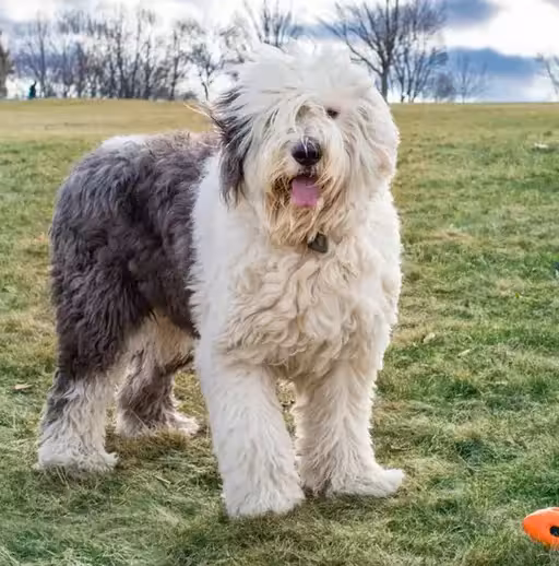 Old English Sheepdog