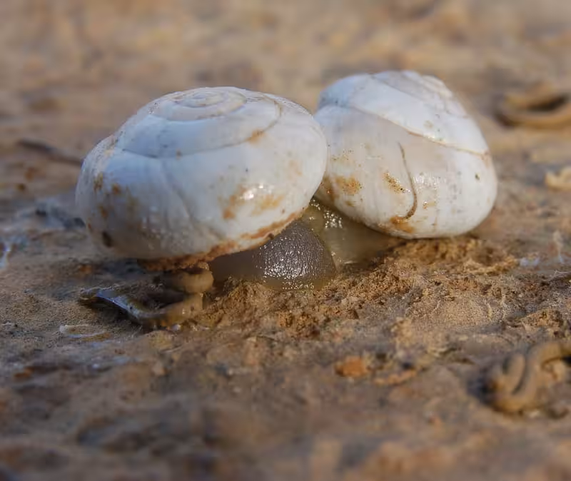 Sphincterochila boissieri