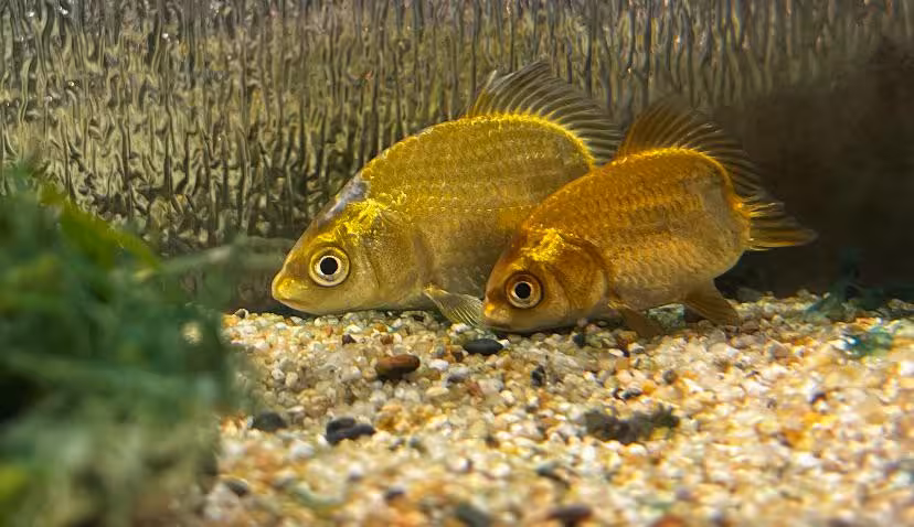 Meteor Goldfish