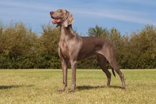 Weimaraner
